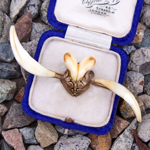 Antique Elks Tooth Brooch 8K Yellow Gold