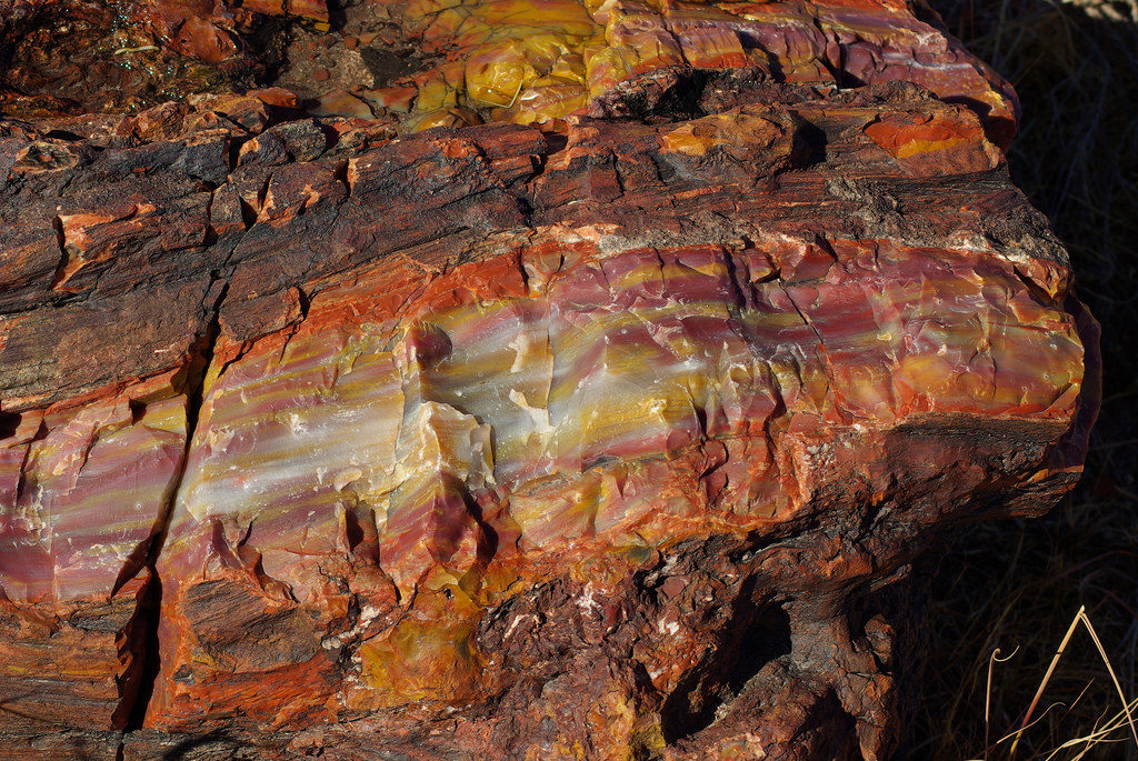 Petrified Wood is a primary focus of the Jacklin Collection 